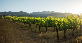 Grape vines in evening sunlight with hills beyond