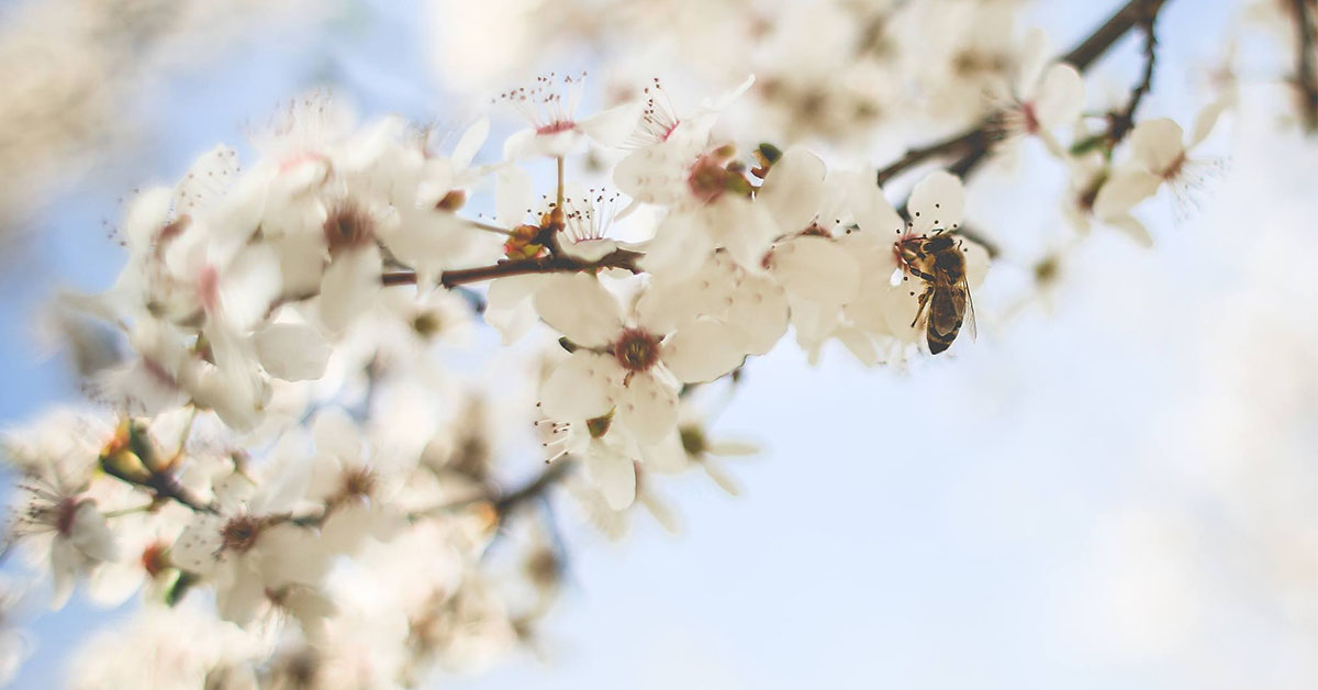 A honey bee on a cherry blossom