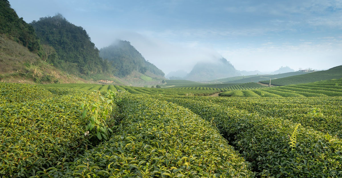 Tea crops extending to the horizon, distant hills fading into the mist